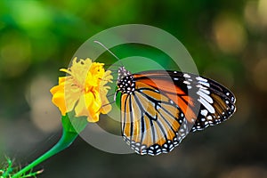 Common Tiger butterfly Danaus genutia butterfly collecting nectar on a flower.