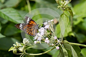 Common Tiger Butterfly - Danaus genutia in Ksandalama Sri Lanka