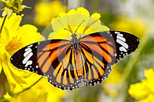 Common Tiger Butterfly (Danaus genutia)