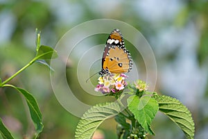 Common tiger butterfly, Danaus genutia, Satara Maharashtra