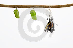 Common tiger butterfly emerging from pupa