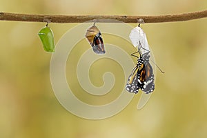 Common tiger butterfly emerging from pupa