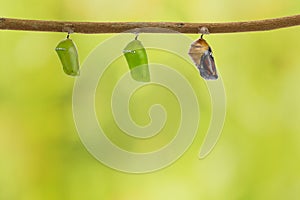 Common tiger butterfly emerging from pupa