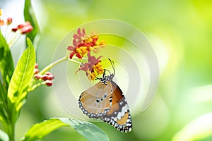 Common tiger butterfly on flower