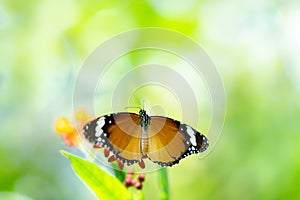 Common tiger butterfly on flower