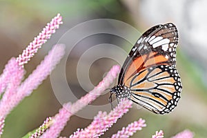 Common Tiger butterfly on a flower