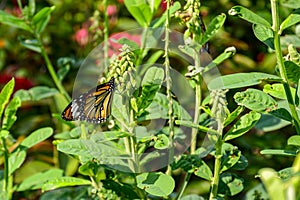 The Common Tiger butterfly on flower