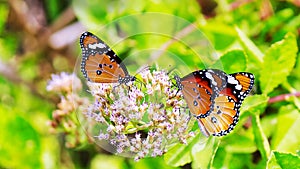 Common tiger butterfly and flower