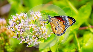 Common tiger butterfly and flower