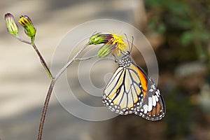 Common tiger butterfly on flower