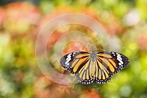 Common tiger butterfly flying over flower