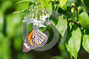 Common tiger butterfly hanging on wild water plum flower