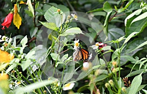 Common Tiger Butterfly in Hong Kong