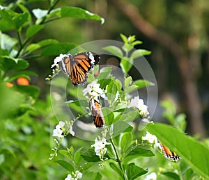 Common Tiger Butterfly in Hong Kong