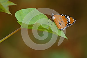 Common tiger butterfly, insects, monarch, natural, nature, wallpaper