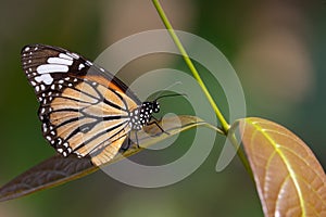 Common Tiger butterfly on a leaf