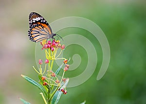 A Common Tiger Butterfly on Milkweed