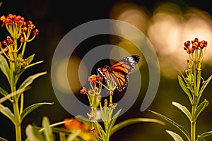 A common Tiger butterfly on milkweed