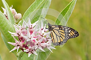 Common Tiger butterfly - Monarch butterfly ( danaus plexippus) i photo