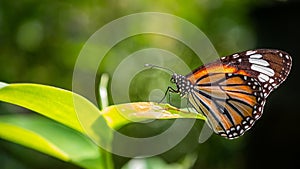 Common tiger butterfly monarch butterfly on green leaves.