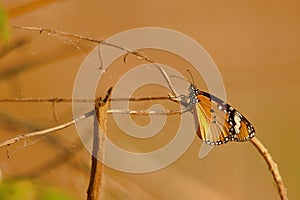 Common  tiger butterfly, monarch butterfly, natural, nature