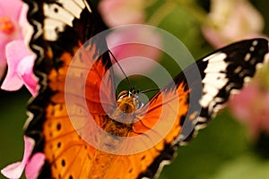 Common Tiger butterfly. Rear view.