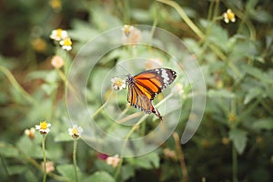 Common tiger butterfly on small flower of grass