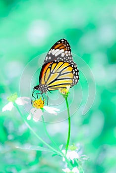 A common tiger butterfly sucks nectar from a small flower