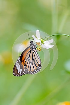 Common Tiger butterfly using its probostic to drink nectar from little white daisy flower