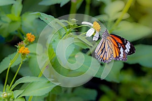 Common tiger butterfly on white daisy