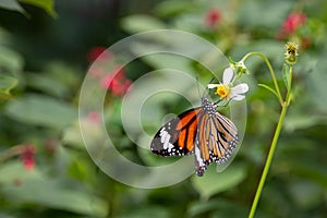 Common tiger butterfly on white daisy and blur green leaf