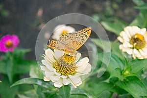 Common tiger butterfly on white flower in flowering garden