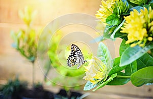 Common tiger butterfly on yellow flower Ixora with sunlight background - insect butterfly flower concept