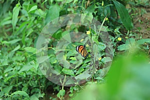 Common Tiger or Danaus genutia, Orange with white and black color pattern on insect wing, Monarch butterfly seeking nectar on