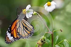 The common tiger feeding on daisy