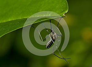 Common tiger mosquito