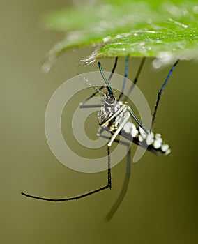 Common tiger mosquito