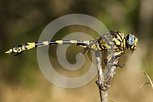 Common Tigertail, Ictinogomphus ferox