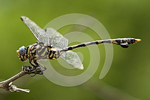 Common Tigertail, Ictinogomphus ferox photo