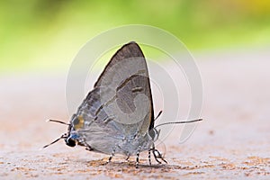 Common tit butterfly