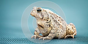 The Common Toad