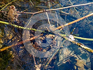 common toad