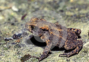 common toad