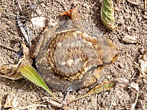 common toad