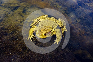 common toad