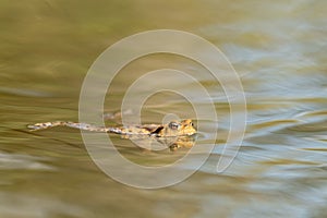 Common toad