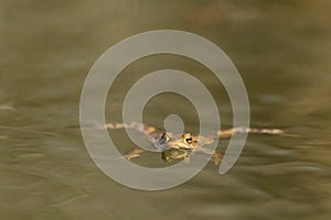 Common toad