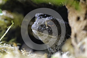 Common Toad