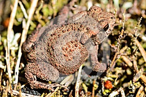 Common toad