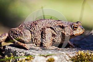 Common toad